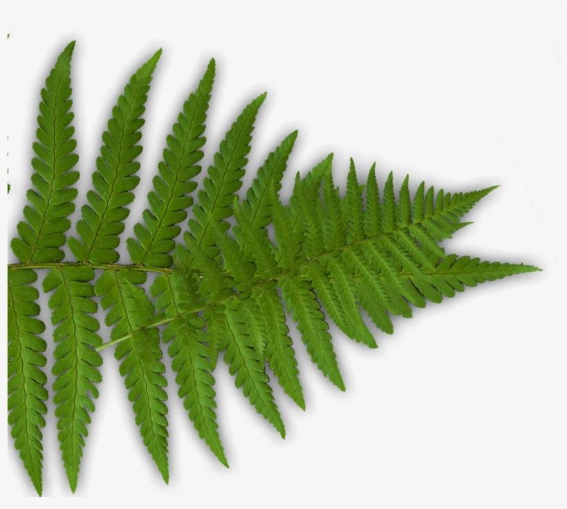 Fern Laser Combat Player - Wargame Company Tavistock, transparent png download