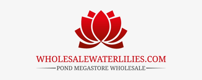 Pond Megastore Wholesale Waterlilies Dept - Graphic Design, transparent png download
