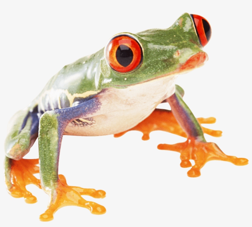 Free Png Frog Png Images Transparent - Frog Transparent Png Frog, transparent png download