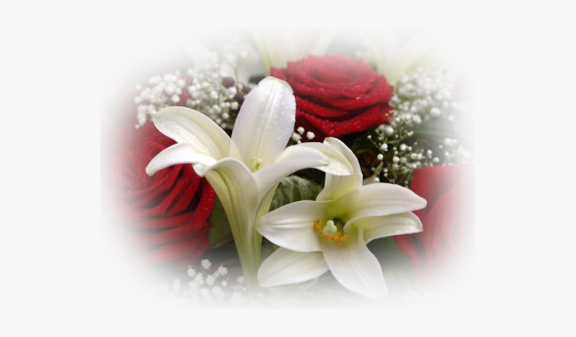 Redrose-whitelilly - Red And White Flower Png, transparent png download