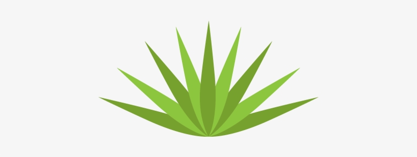 Agave Succulent Wall Decal - Agave, transparent png download