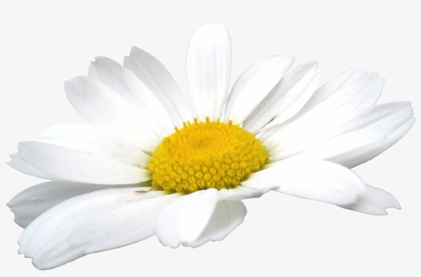 Camomile Flowers Png - Chamomile Flower Png, transparent png download