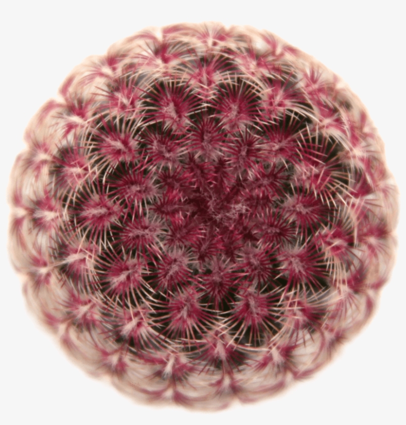 Echinocereus 'rainbow Hedgehog Cactus' - Cactus, transparent png download