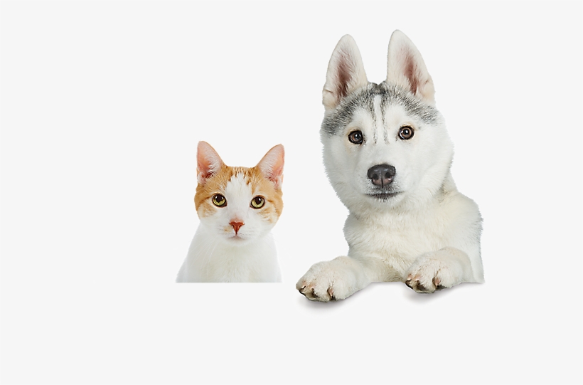 Petsmart - Pet Adoption, transparent png download