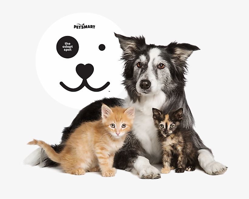 All You Need To Know About The Product Line At Petsmart - Petsmart, transparent png download