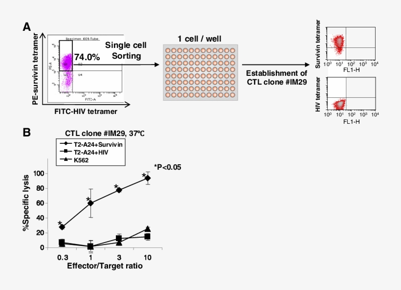 Establishment Of Ctl Clone - Diagram, transparent png download