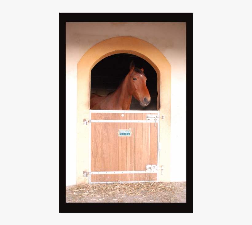 Sorrel, transparent png download