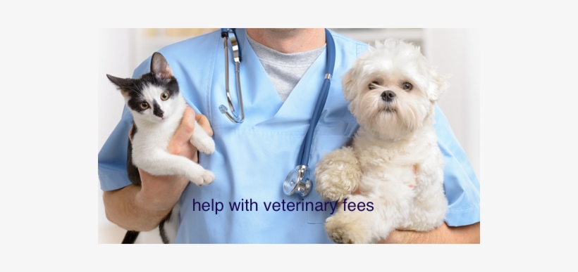 How We Can Help/cómo Te Podemos Ayudar - Animal Veterinarian, transparent png download