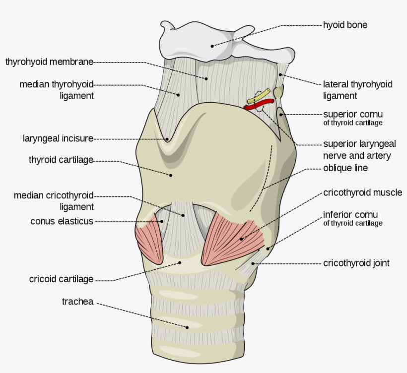 Width" - I - 796 - S - 6 - "height" - Inferior Cornu Of Thyroid Cartilage, transparent png download