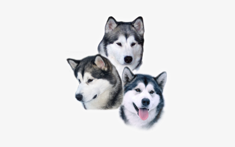Alaska, transparent png download