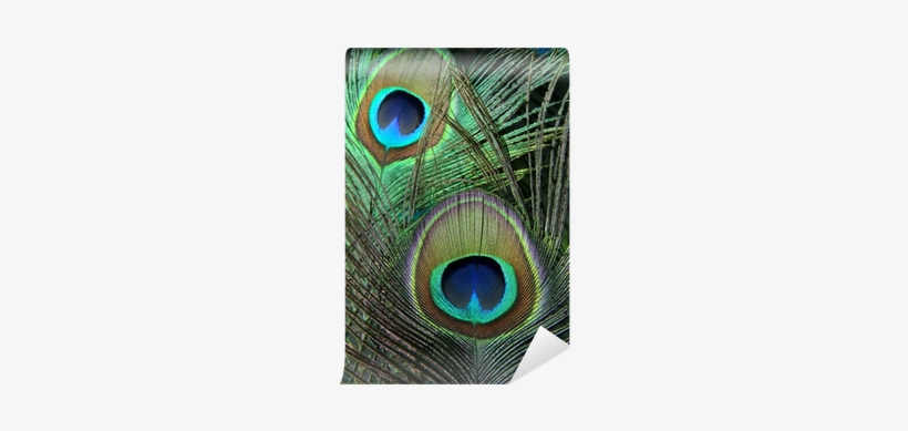 Free Single Peacock Feathers With Flute Png - Feathers Of Peacock, transparent png download