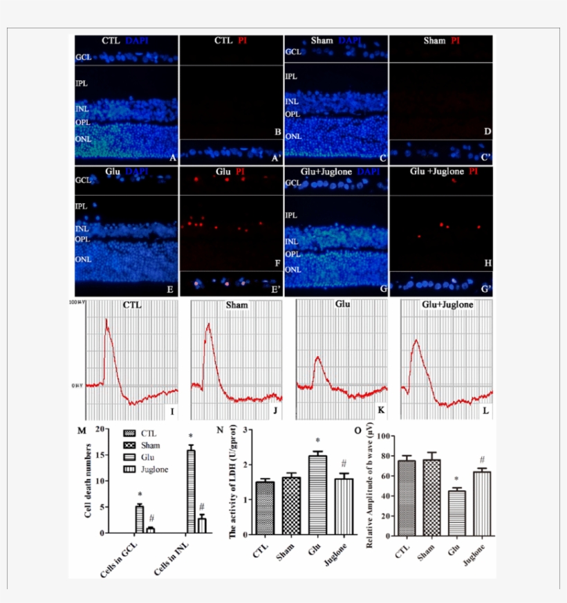Staining And Ldh Release, While Visual Function Was - Propidium Iodide, transparent png download
