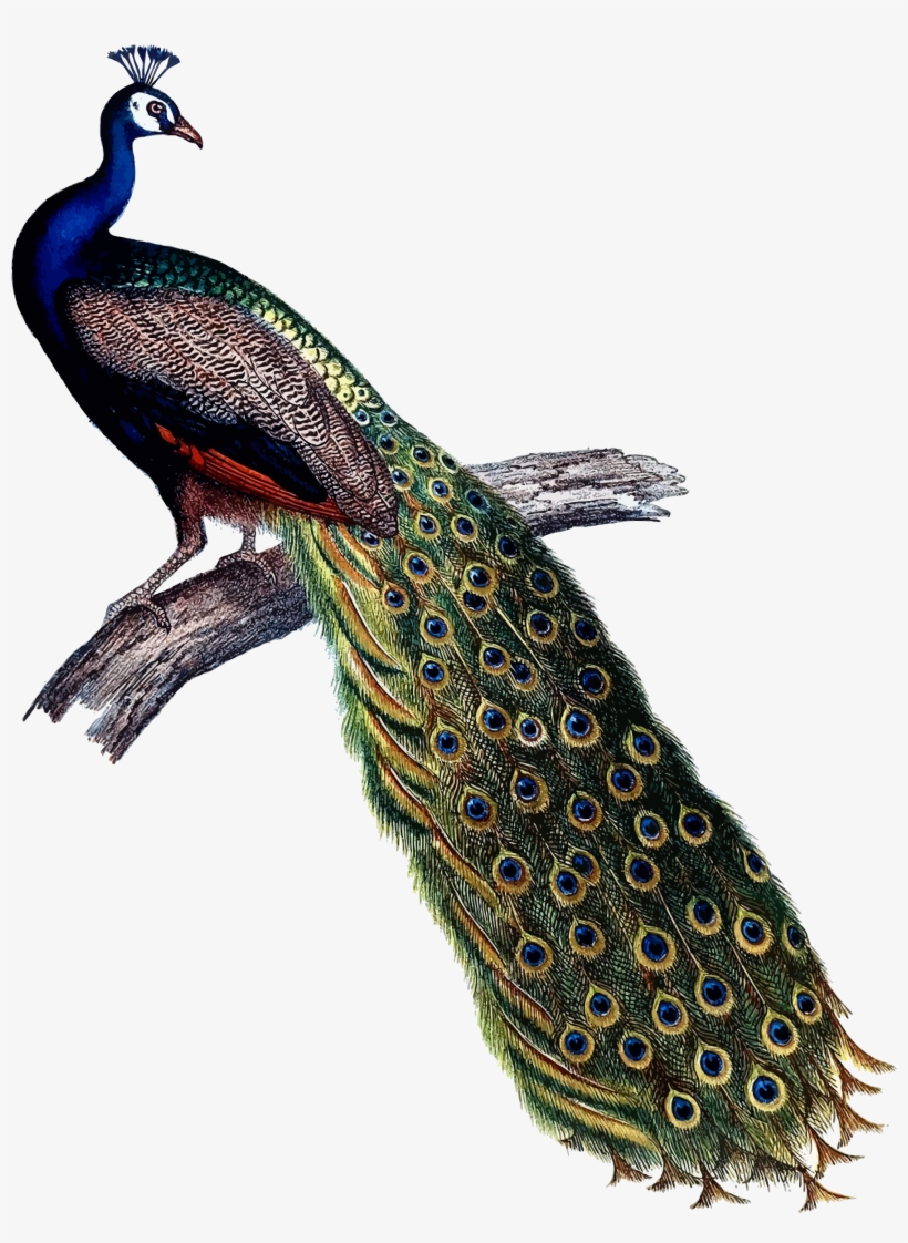 This Free Icons Png Design Of Indian Peacock, transparent png download