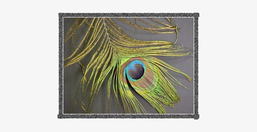 What Makes The Blue Color In This Peacock Feather Any - Macro Photography, transparent png download