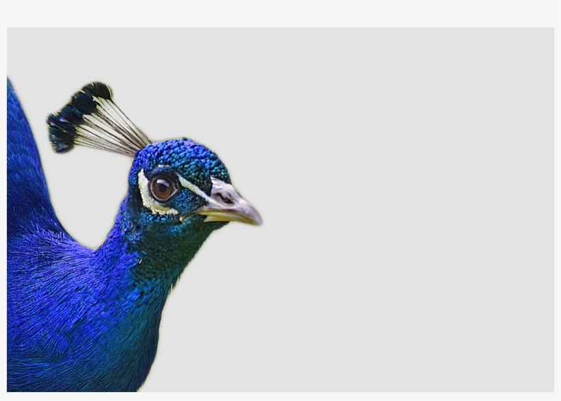 Go To Image - Peacock Feathers Png, transparent png download