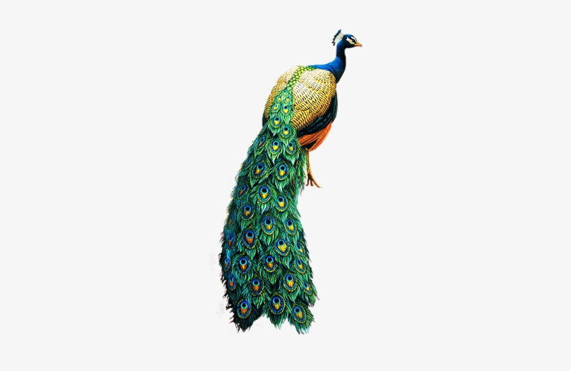 Peacock Images Hd Png, transparent png download