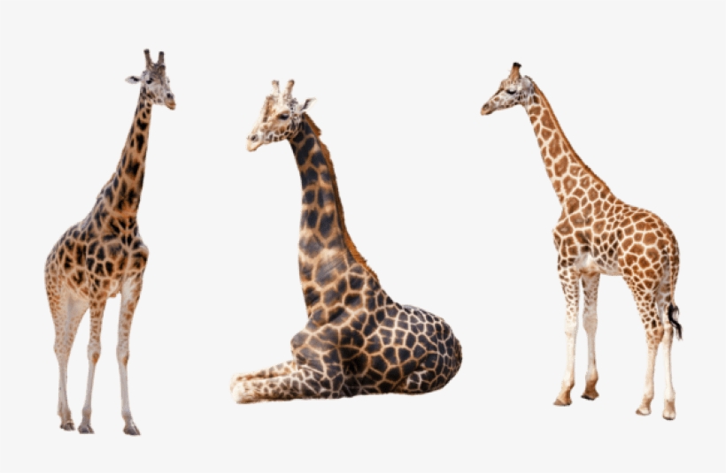 Free Png Giraffe Png Images Transparent - Animal With White Background, transparent png download