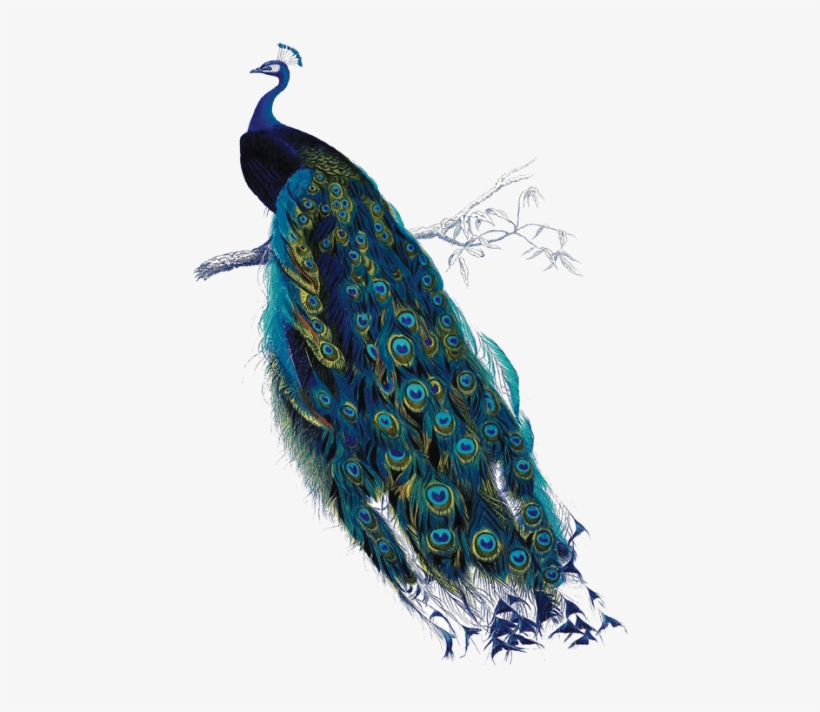 Peacock-a4 - Art On Transparent Exam Pad, transparent png download