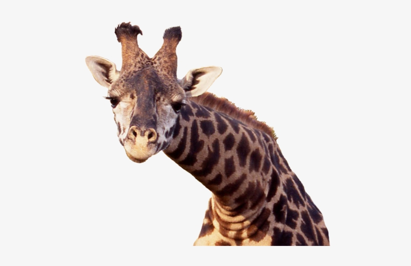 Giraffe Png, transparent png download