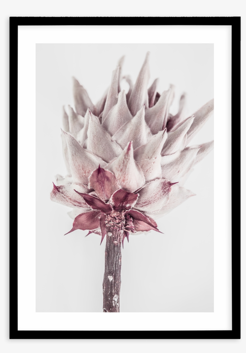 Abstract Protea No Iii - Painting, transparent png download