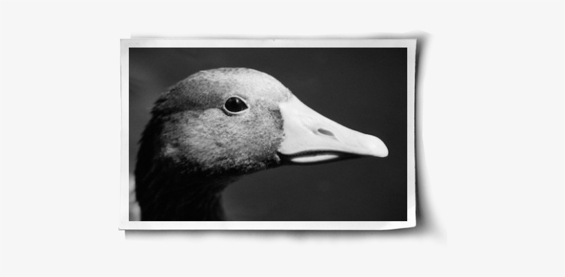 The Birds Of The Down Industry Post Image - Feather, transparent png download