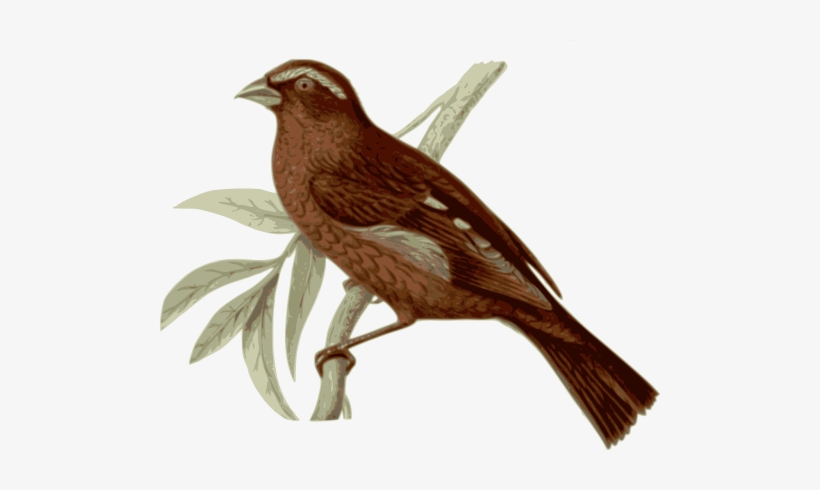 Ashton Wall Décor Llc 'french Birds Ii' Framed Painting, transparent png download