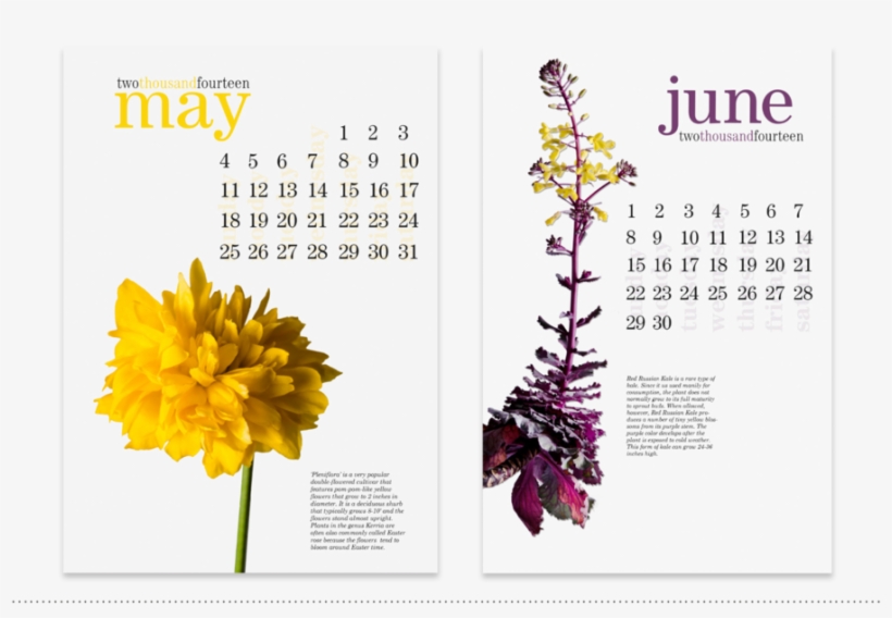 Calendar Design, May And June Monthly Pages - Tagetes Patula, transparent png download
