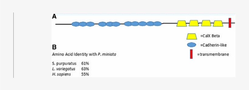 Conserved Structure Of Frem/fras Proteins Found In - Circle, transparent png download