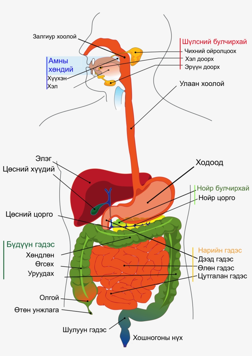 Digestive System Diagram Mn - Difference Between Esophagus And Oesophagus, transparent png download