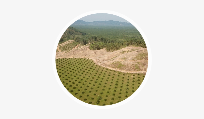 Palm Oil Deforestation - Hill, transparent png download