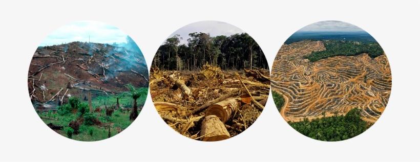 Déforestation Massive - Deforestation By Richard Spilsbury, transparent png download