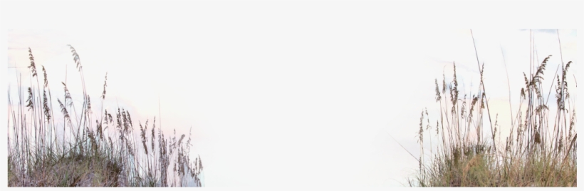 Beach Dune Grass Png, transparent png download