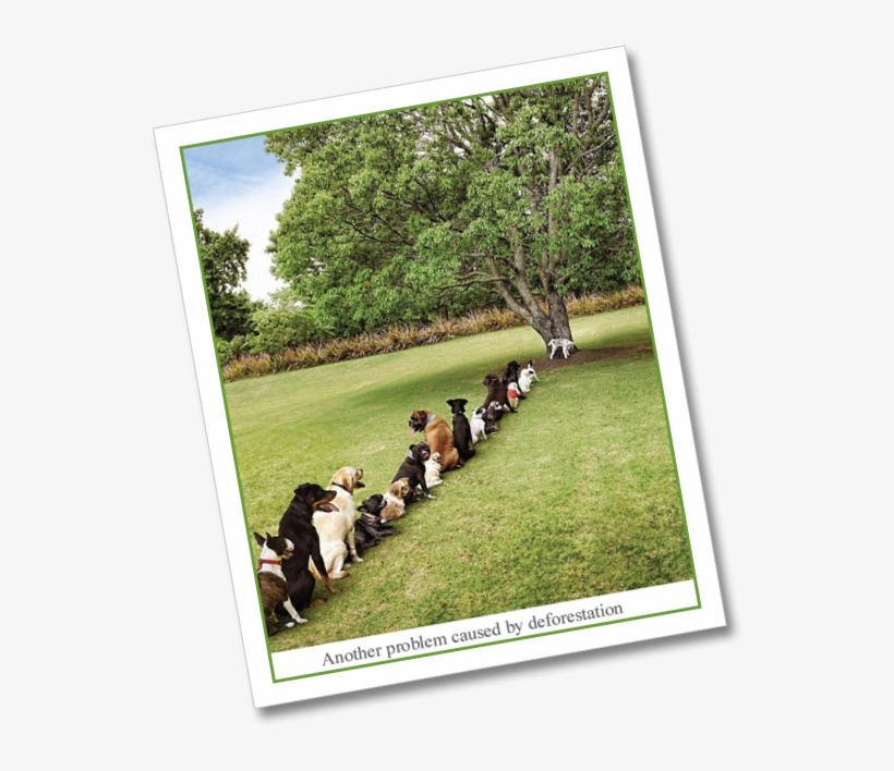 Another Problem Caused By Deforestation, transparent png download
