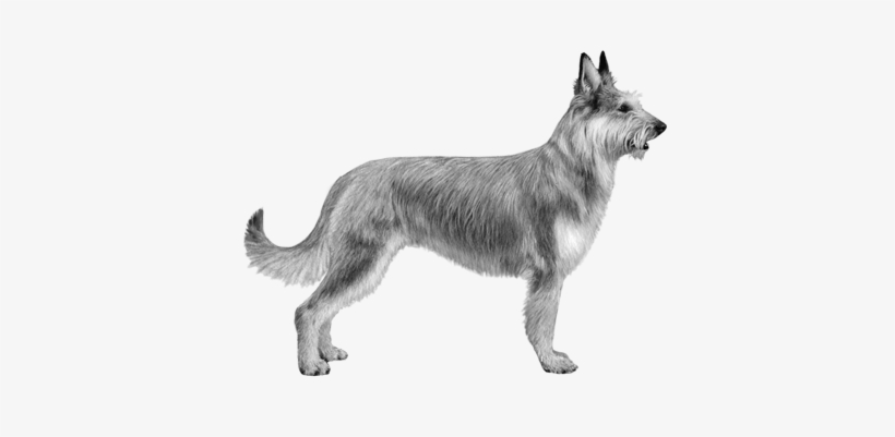 Berger Picard - B&w - Berger Picard, transparent png download