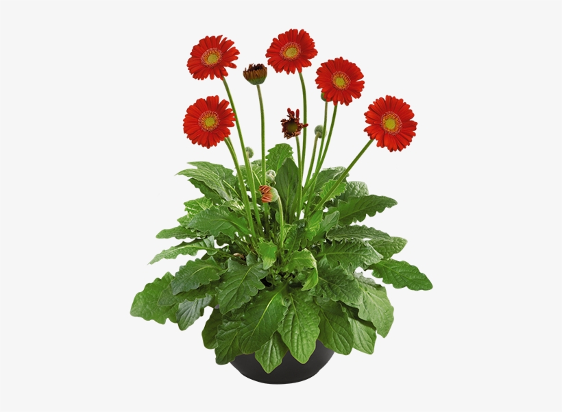 Classic Rachel Gerber Daisy Daisy Garvinea Gerber Daisy - Transvaal Daisy, transparent png download