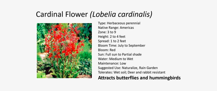 Cardinal Flower, transparent png download