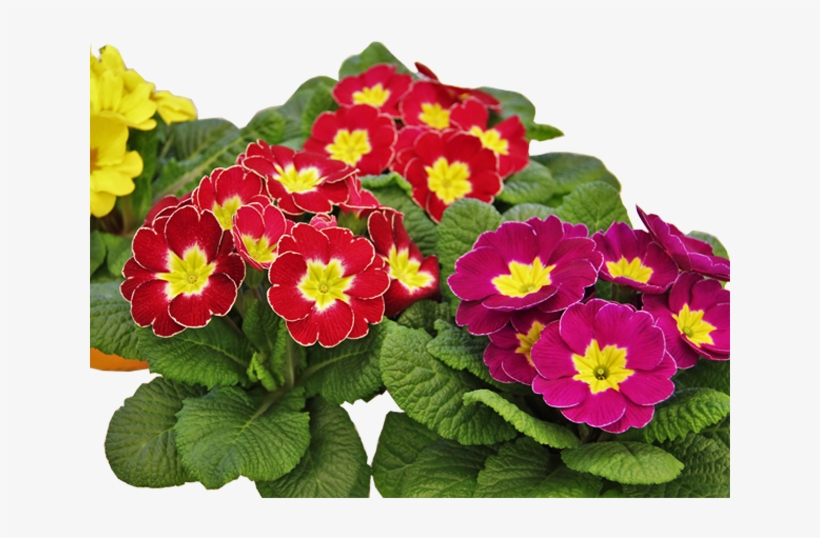 Spring Is Coming - Primevère Fleur, transparent png download