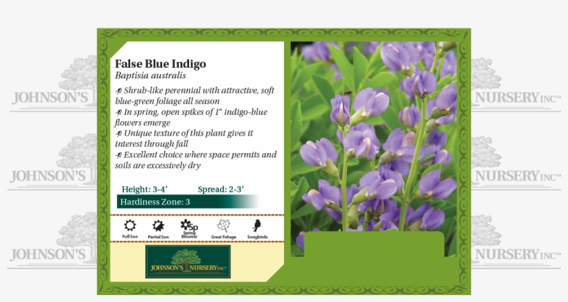 False Blue Indigo, Blue Wild Indigo, Wild Blue Indigo, - Strutters Ball Daylily, transparent png download