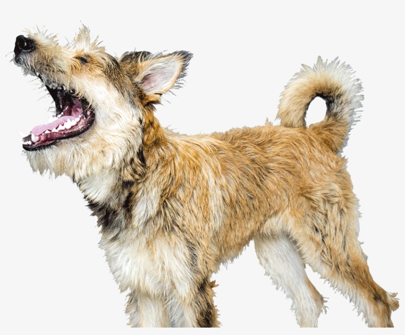 Dog Yawns, transparent png download