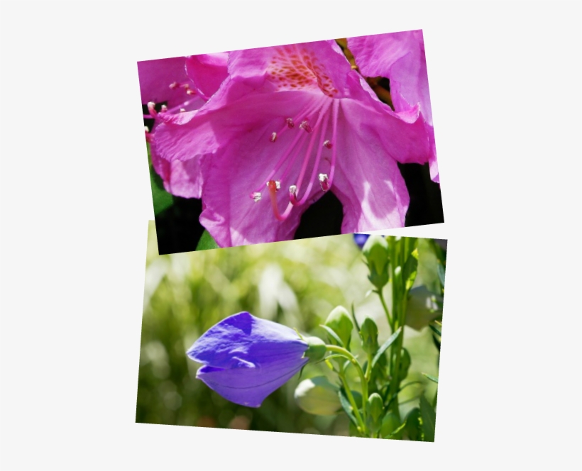 Perennials W - Perennial Plant, transparent png download