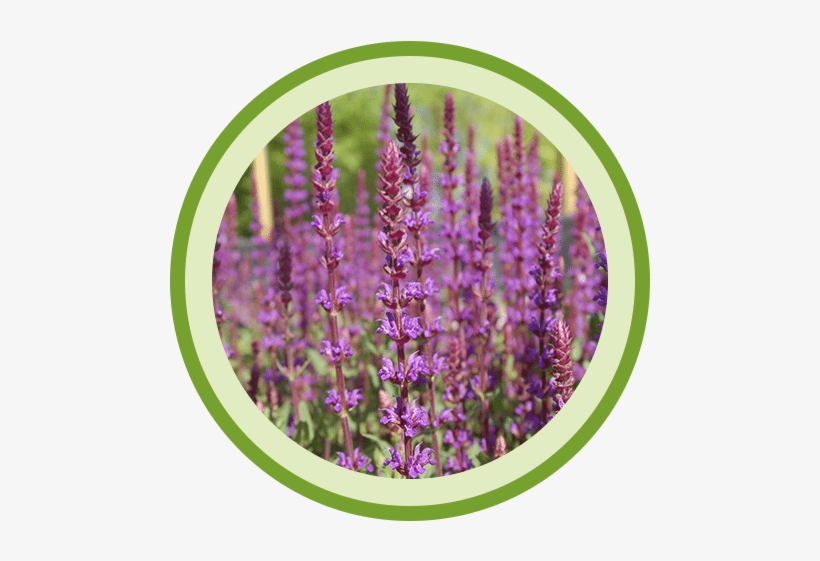Johnson's Gardens, transparent png download