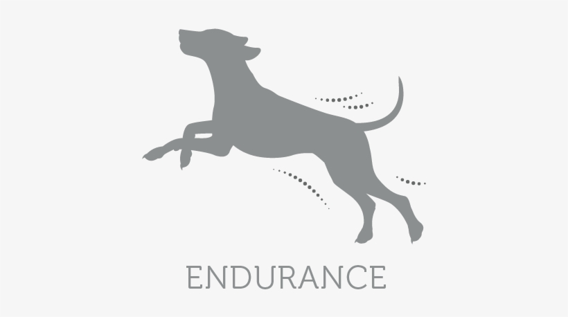 This Formula, Engineered By Specialists, Contains A - Dog Catches Something, transparent png download