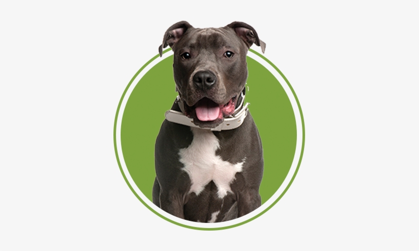 A Better Dog - Kansas City, transparent png download