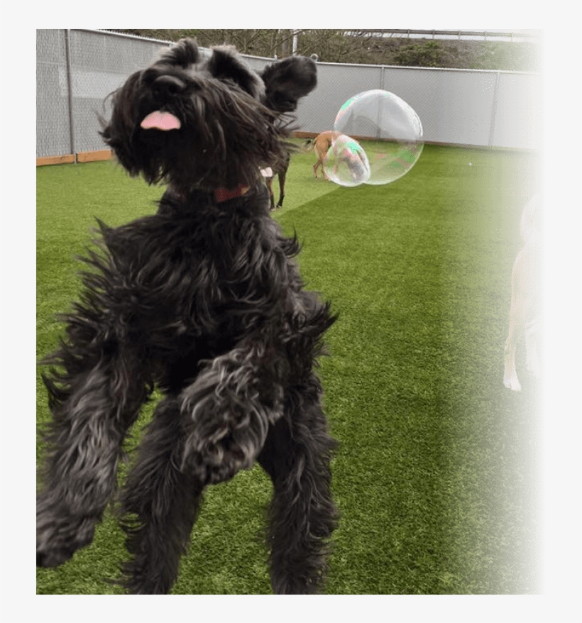 Daycare - Oregon, transparent png download