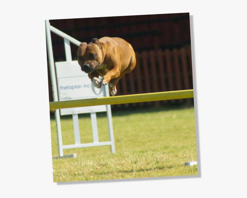 Dog Jumps, transparent png download