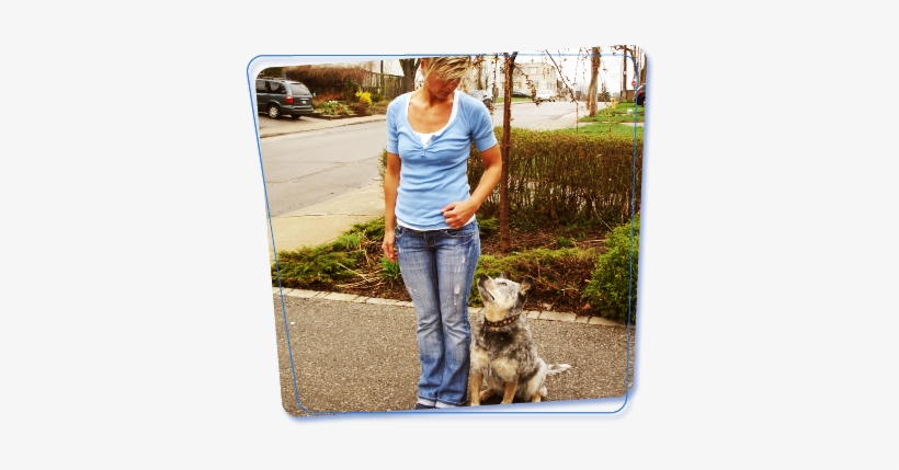 Private Obedience Training Toronto - Cheryl Bell Dog Trainer, transparent png download