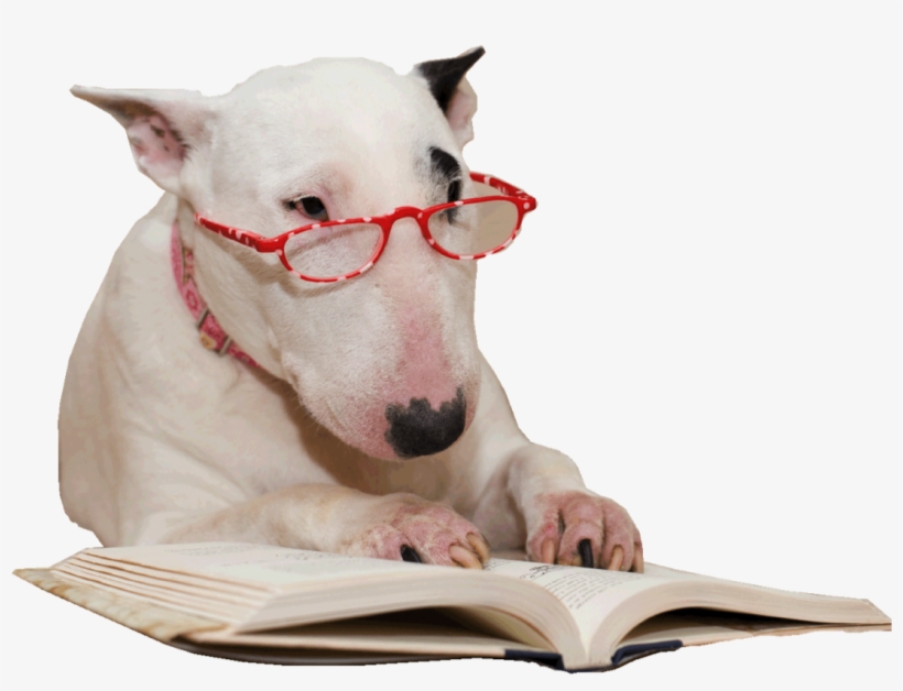 Have You Ever Wondered Why Your Dog Deems Jumping His - Bull Terrier Reading, transparent png download