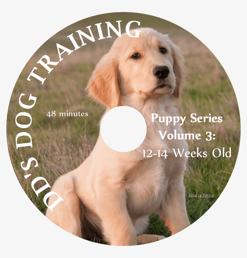 Puppy Series Volume - Dog, transparent png download