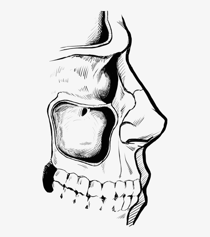 The Human Maxillary Sinus Cavity - Illustration, transparent png download