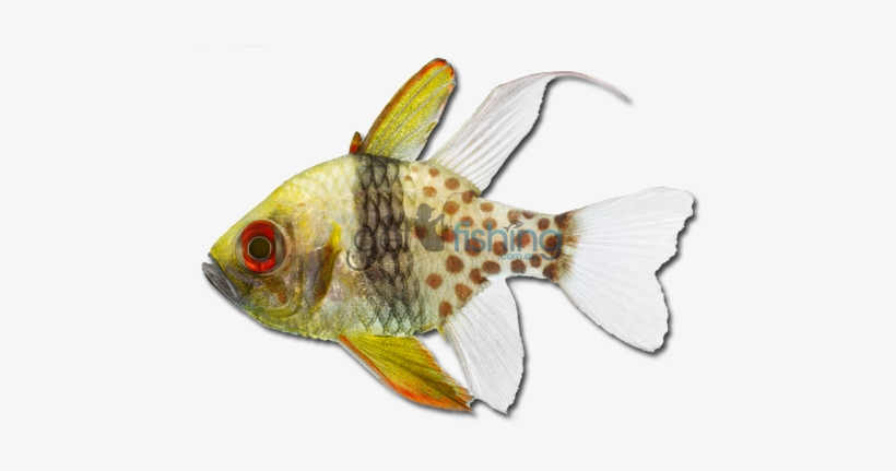 Pajama Cardinalfish - Cardinal Fish Png, transparent png download